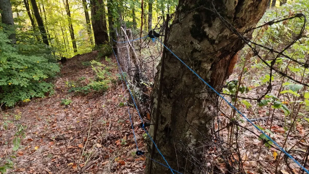 ayilar ahududu bahcesini talan etti tBlGXQRk.jpg