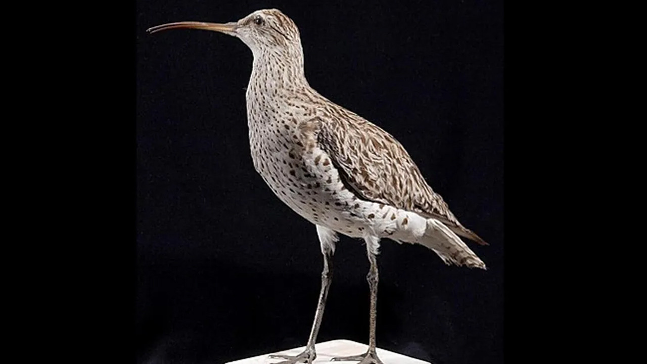 birkac yil once aramizda dolasiyorlardi artik yoklar 713ixKOy.jpg