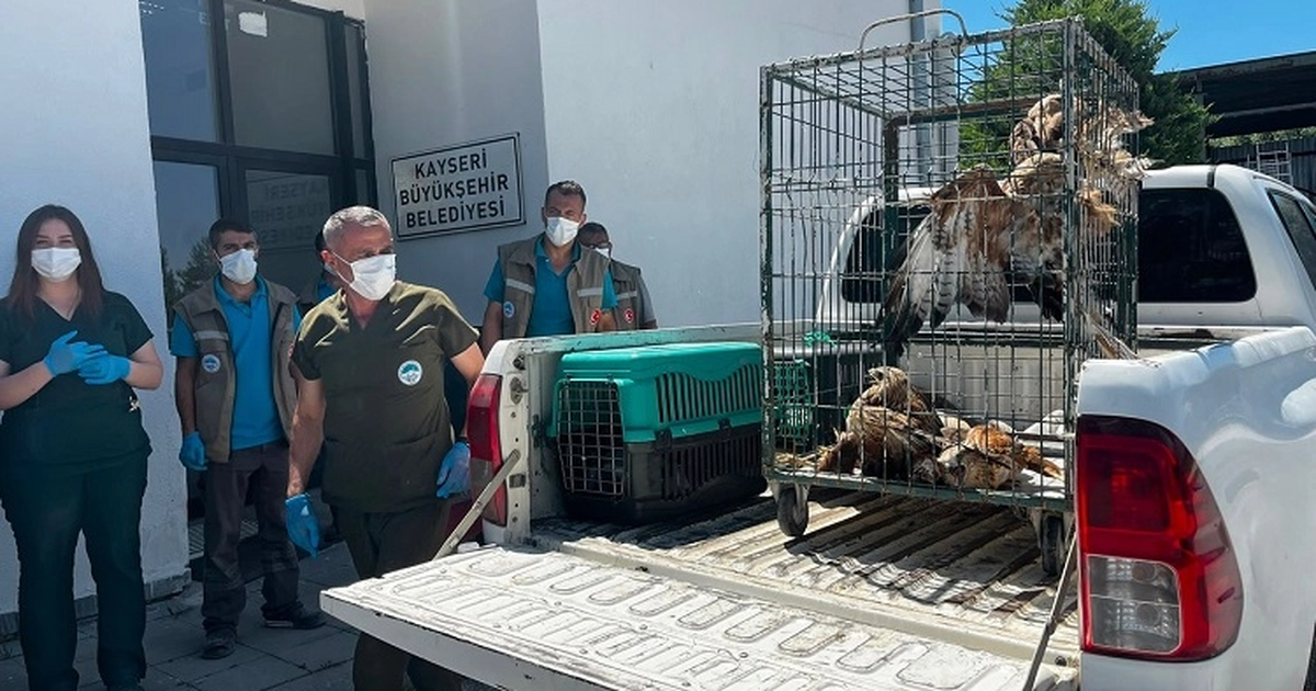Kayseri Büyükşehir 35 yaban kuşunu doğaya kazandırdı